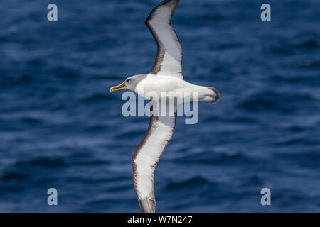 De l'albatros de Buller (Thalassarche bulleri) voler dans une forte brise, montrant ailes. Îles Solander, Southland, Nouvelle-Zélande. Banque D'Images