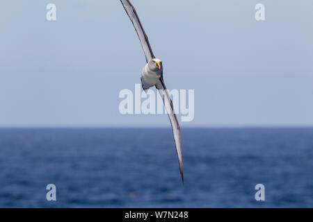 De l'albatros de Buller (Thalassarche bulleri) voler dans une forte brise, avec des ailes à la verticale car il arcs contre le vent. Îles Solander, Southland, Nouvelle-Zélande. Banque D'Images