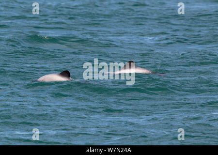 Les dauphins d'Hector (Cephalorhynchus hectori) briser la surface montrant le motif distinctif arrondis et les nageoires dorsales. Akaroa Harbour, Canterbury, Nouvelle-Zélande. Banque D'Images