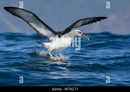 De l'albatros de Buller (Thalassarce bulleri) l'atterrissage sur la mer avec des ailes déployées au large de Kaikoura, Canterbury, Nouvelle-Zélande. Banque D'Images