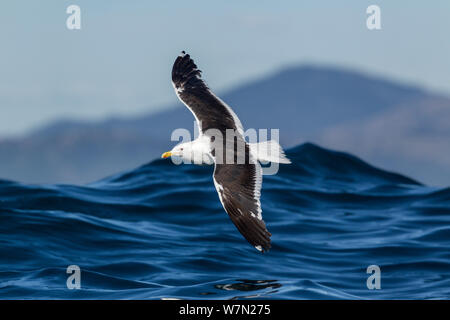 Soutenu noire du sud / kelp Gull (Larus dominicanus) en vol à basse altitude au-dessus de la mer avec une vague derrière, au large de Kaikoura, Canterbury, Nouvelle-Zélande Banque D'Images