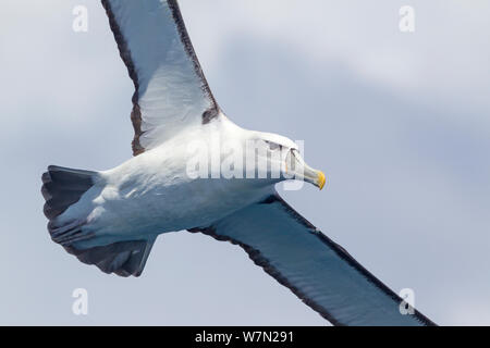 Albatros à cape blanche (Thalassarche steadi) en vol contre le ciel, montrant ailes. Off Les Trois Rois, loin au Nord, en Nouvelle Zélande. Banque D'Images