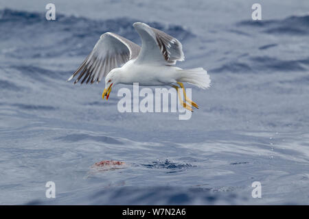 Atlantic goéland pontique (Larus michahellis atlantis) la cueillette de la nourriture de la surface de la mer tandis qu'en vol. Au large de Madère, de l'Atlantique Nord. Mai. Banque D'Images