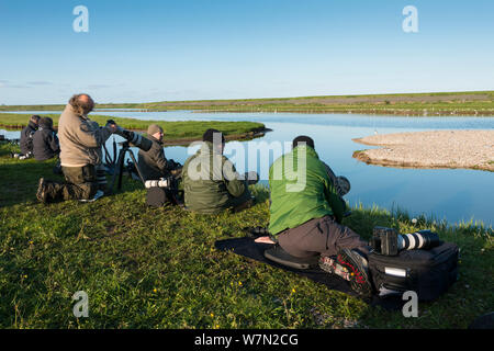 La queue pour les photographes photographie avocettes sur Texel, Pays-Bas, Mai 2012 Banque D'Images