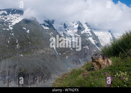 Marmotte des Alpes (Marmota marmota), avec le Mont Grossglockner (NT 3798m) en arrière-plan, le Parc National du Hohe Tauern, l'Autriche, Juillet Banque D'Images