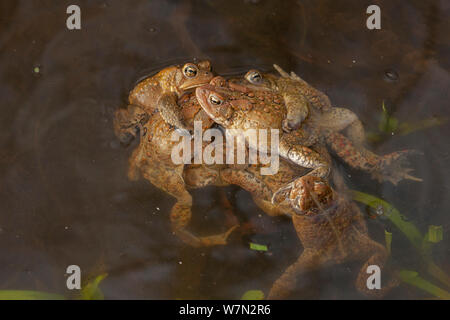 Crapaud d'Amérique (Bufo americanus) plusieurs mâles qui tentent de s'accoupler avec une femelle, New York, USA Banque D'Images