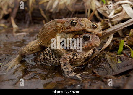 Crapaud d'Amérique (Bufo americanus) plusieurs mâles qui tentent de s'accoupler avec une femelle, New York, USA Banque D'Images