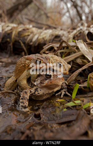 Crapaud d'Amérique (Bufo americanus) plusieurs mâles qui tentent de s'accoupler avec une femelle, New York, USA Banque D'Images