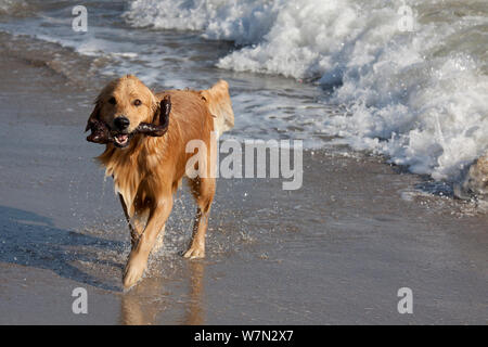 Golden Retriever jouant sur la plage. Banque D'Images