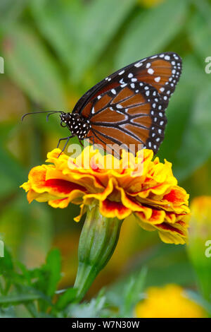 Papillon Danaus gilippus (Queen) sur les fleurs de souci. Endémique à l'Amérique du Nord et Souoth. Septembre. Banque D'Images