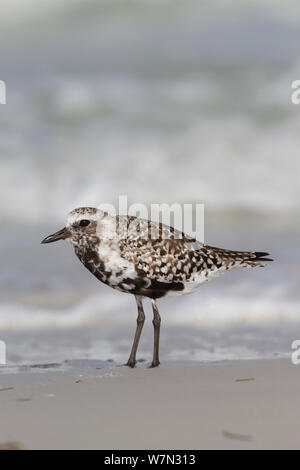 Black-Bellied / Grey Plover (Pluvialis squatarola) en plumage nuptial sur la plage. Comté de Pinellas, Floride, USA, avril. Banque D'Images