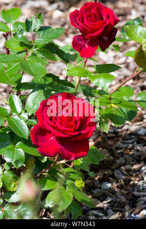 Rosa Ingrid Bergman Banque D'Images