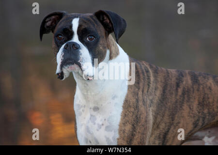 Portrait de chien boxer mâle. Banque D'Images