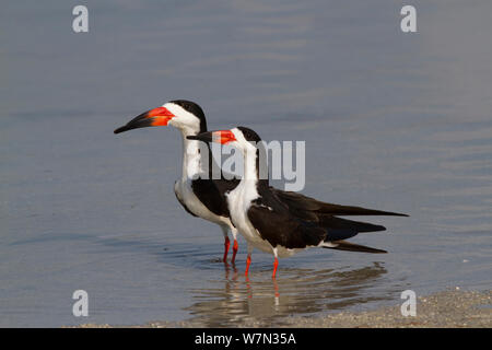 Écumoires noires (Rynchops niger) paire courtiser par shallows d'un lagon d'eau salée. Saint Petersburg, Florida, USA, avril. Banque D'Images