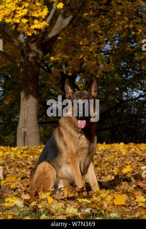 Berger Allemand assis parmi les feuilles d'automne. Banque D'Images