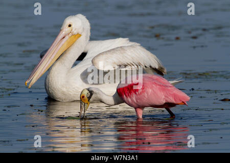 Roseate Spoonbill (Platalea ajaja), adulte en plumage nuptial, de recherche de nourriture dans les eaux peu profondes du lac d'eau douce avec un pélican blanc (Pelecanus erythrorhynchos). Comté de Sarasota, Floride, USA, mars. Banque D'Images