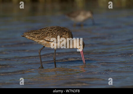 La Barge marbrée (Limosa fedoa) se nourrissent dans les eaux peu profondes du marais salé de lagon. Floride, Saint Petersburg, Florida, USA, avril. Banque D'Images