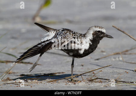 Black-Bellied Plover (Pluvialis squatarola) en plumage nuptial presque complète, avant la migration. Saint Petersburg, Florida, USA, avril. Banque D'Images