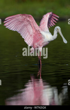 Sous-adultes (Roseate Spoonbill Platalea ajaja) étend ses ailes dans l'eau peu profonde. Comté de Sarasota, Floride, USA, avril. Banque D'Images