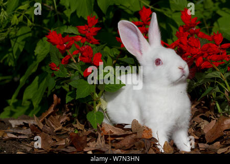 La Nouvelle-Zélande en lapin d'espèce de fleurs de printemps. USA Banque D'Images