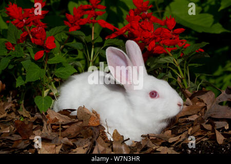 La Nouvelle-Zélande en lapin d'espèce de fleurs de printemps. USA Banque D'Images