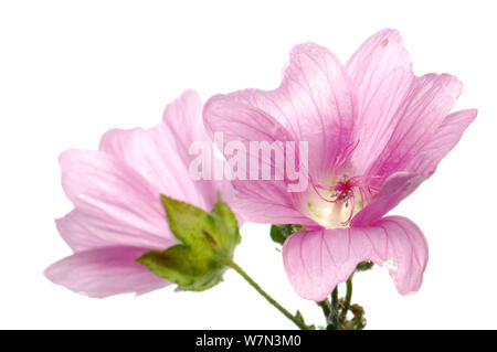 Géranium sanguin (Geranium sanguineum) en fleur, Santa Cruz, la Slovénie, Août, projet d'meetyourneighbors.net Banque D'Images