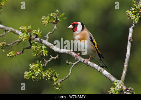 Chardonneret (Carduelis carduelis) perché sur la branche d'aubépine, Cheshire, Royaume-Uni, Mars Banque D'Images