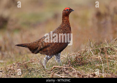 Lagopède des saules (Lagopus lagopus) à pied à travers la lande, au nord du Pays de Galles, Royaume-Uni, février Banque D'Images