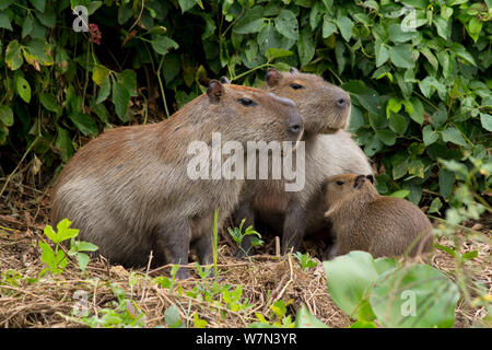 Capybara (Hydrochoerus hydrochaeris) mâle et femelle avec bébé allaité, Pantanal, Pocone, Brésil Banque D'Images