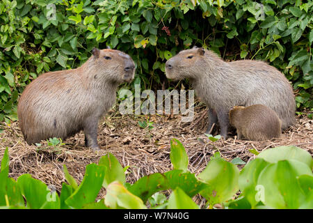 Capybara (Hydrochoerus hydrochaeris) mâle et femelle avec bébé allaité, Pantanal, Pocone, Brésil Banque D'Images