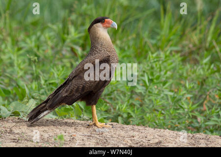 (Caracara plancus caracara commun), Pantanal, Brésil Pocone Banque D'Images