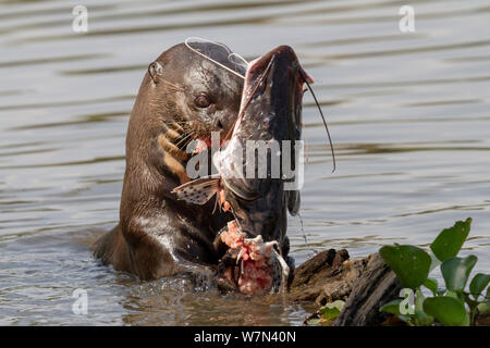 La loutre géante (Pteronura brasiliensis) se nourrissant de poisson-chat, Pantanal, Brésil Pocone Banque D'Images