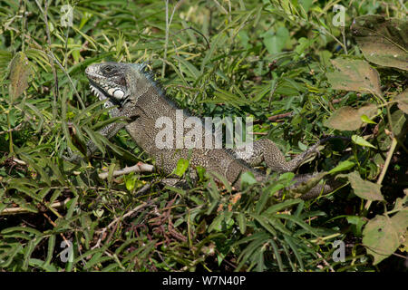 L'Iguane commun (Iguana iguana), Pantanal, Brésil Pocone Banque D'Images