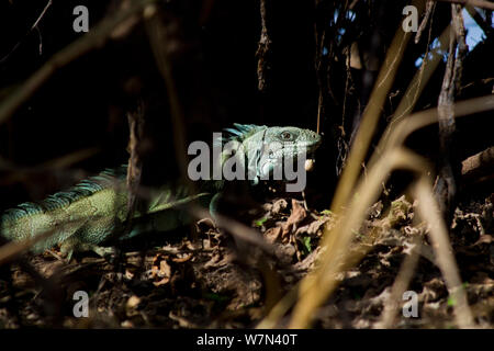 L'Iguane commun (Iguana iguana), Pantanal, Brésil Pocone Banque D'Images