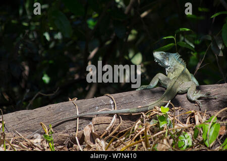 L'Iguane commun (Iguana iguana), Pantanal, Brésil Pocone Banque D'Images