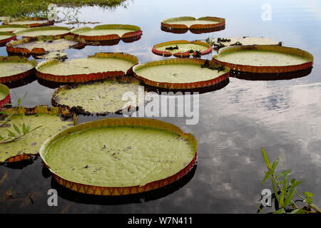 Nénuphar géant (Victoria cruziana) Pantanal Matogrossense, Parc National, Brésil Banque D'Images