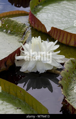 Nénuphar géant (Victoria cruziana) nouvelles fleurs sont blanches, Pantanal Matogrossense, Parc National, Brésil Banque D'Images