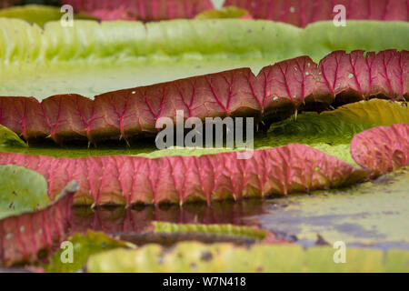 Nénuphar géant (Victoria cruziana) close up of leaf Pantanal Matogrossense, Parc National, Brésil Banque D'Images