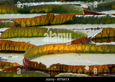 Nénuphar géant leves (Victoria cruziana) Pantanal Matogrossense, Parc National, Brésil Banque D'Images