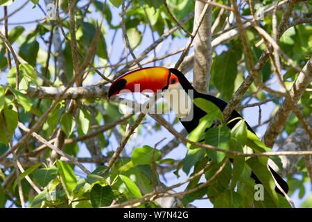 Toucan Toco (Ramphastos toco), le Parc National du Pantanal Matogrossense, Brésil Banque D'Images