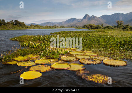 Nénuphar géant (Victoria cruziana) Pantanal Matogrossense, Parc National, Amolar montagnes en arrière-plan, Brésil Banque D'Images