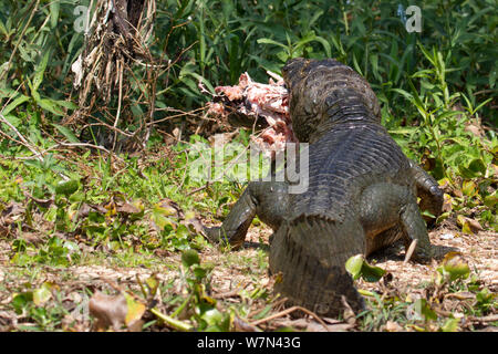 Caiman yacare (Caiman yacare) manger grand poisson-chat, le Pantanal, Brésil, Pocone Banque D'Images