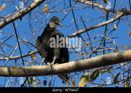 Urubu noir (Coragyps atratus) Pantanal Matogrossense, Parc National, Brésil Banque D'Images