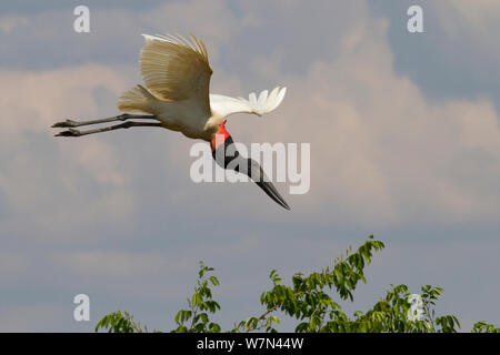 Cigogne Jabiru mycteria Jabiru () en vol, Pantanal, Brésil, Pocone Banque D'Images