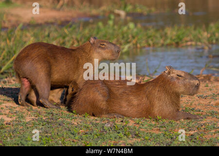 Capybara (Hydrochoerus hydrochaeris) mâle et femelle avec suckling young, Pantanal, Pocone, Brésil Banque D'Images