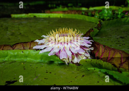 Nénuphar géant (Victoria cruziana) Pantanal Matogrossense, Parc National, le Brésil. Les fleurs s'ouvrent la nuit pour attirer les insectes pour la pollinisation. La fleur est 10C plus chaude que son environnement, cela contribue à son parfum à rayonner. Banque D'Images