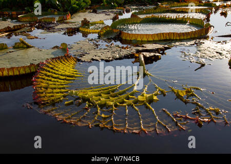 Nénuphar géant Victoria cruziana) (face inférieure des feuilles présentant des épines pour la protection contre les poissons, et tiges épaisses remplies d'air pour l'appui à flotter sur l'eau, Pantanal Matogrossense, Parc National, Brésil Banque D'Images