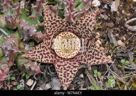 Star flower (Orbea variegata) DeHoop réserve naturelle. Western Cape, Afrique du Sud. Banque D'Images