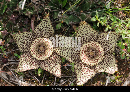 Star flower (Orbea variegata), deHoop réserve naturelle. Western Cape, Afrique du Sud. Banque D'Images