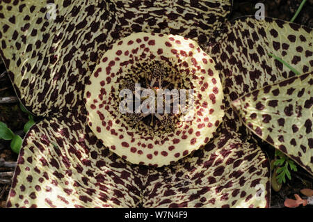 Star flower (Orbea variegata) close-up. DeHoop réserve naturelle. Western Cape, Afrique du Sud. Banque D'Images